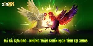 đá gà cựa dao 1